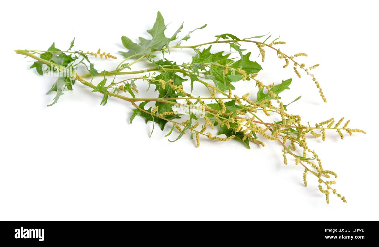 Atriplex tatarica is a species of plant belonging to the family Amaranthaceae. Stock Photo