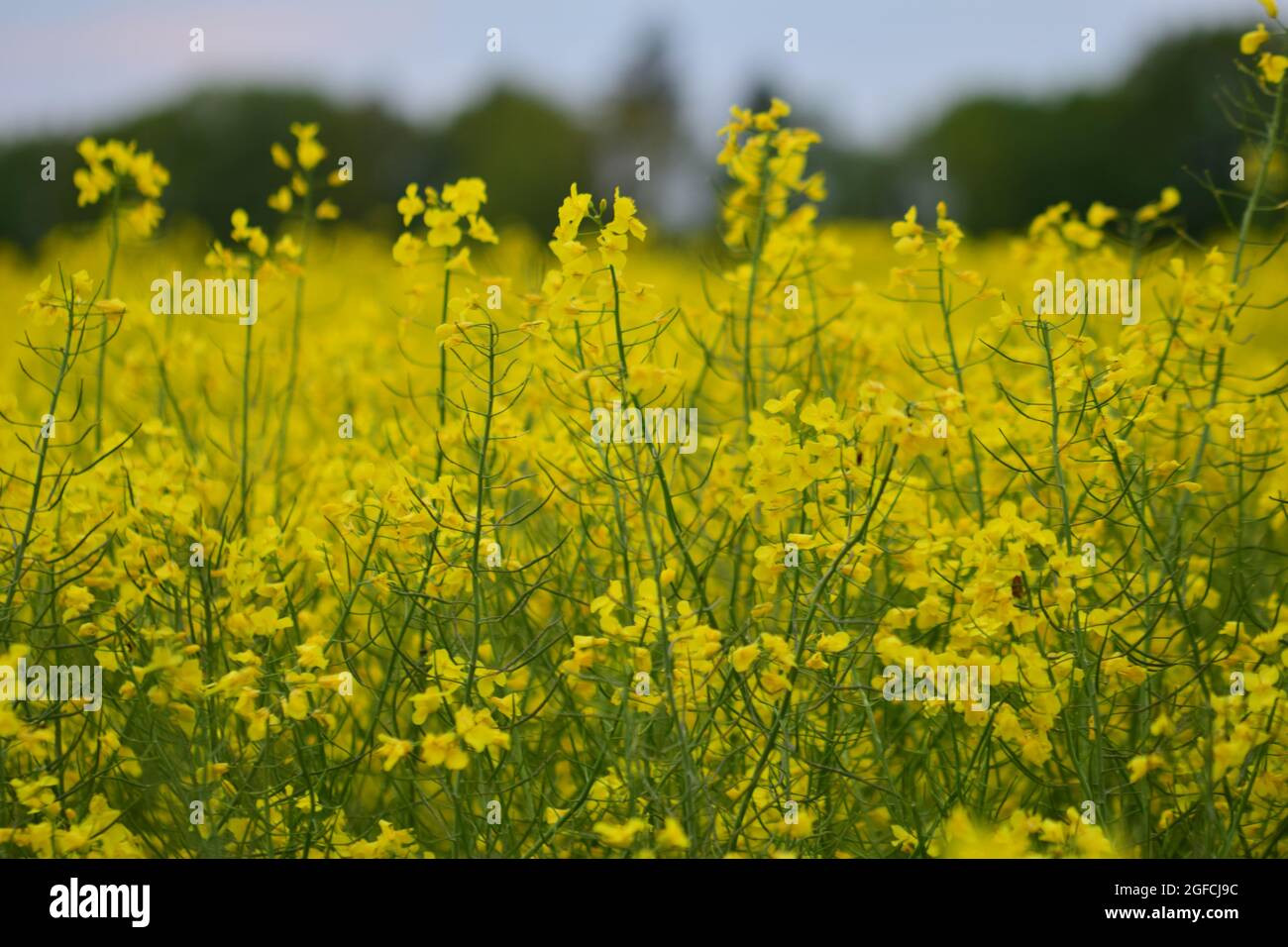 A close up of a yellow rapeseed field Stock Photo