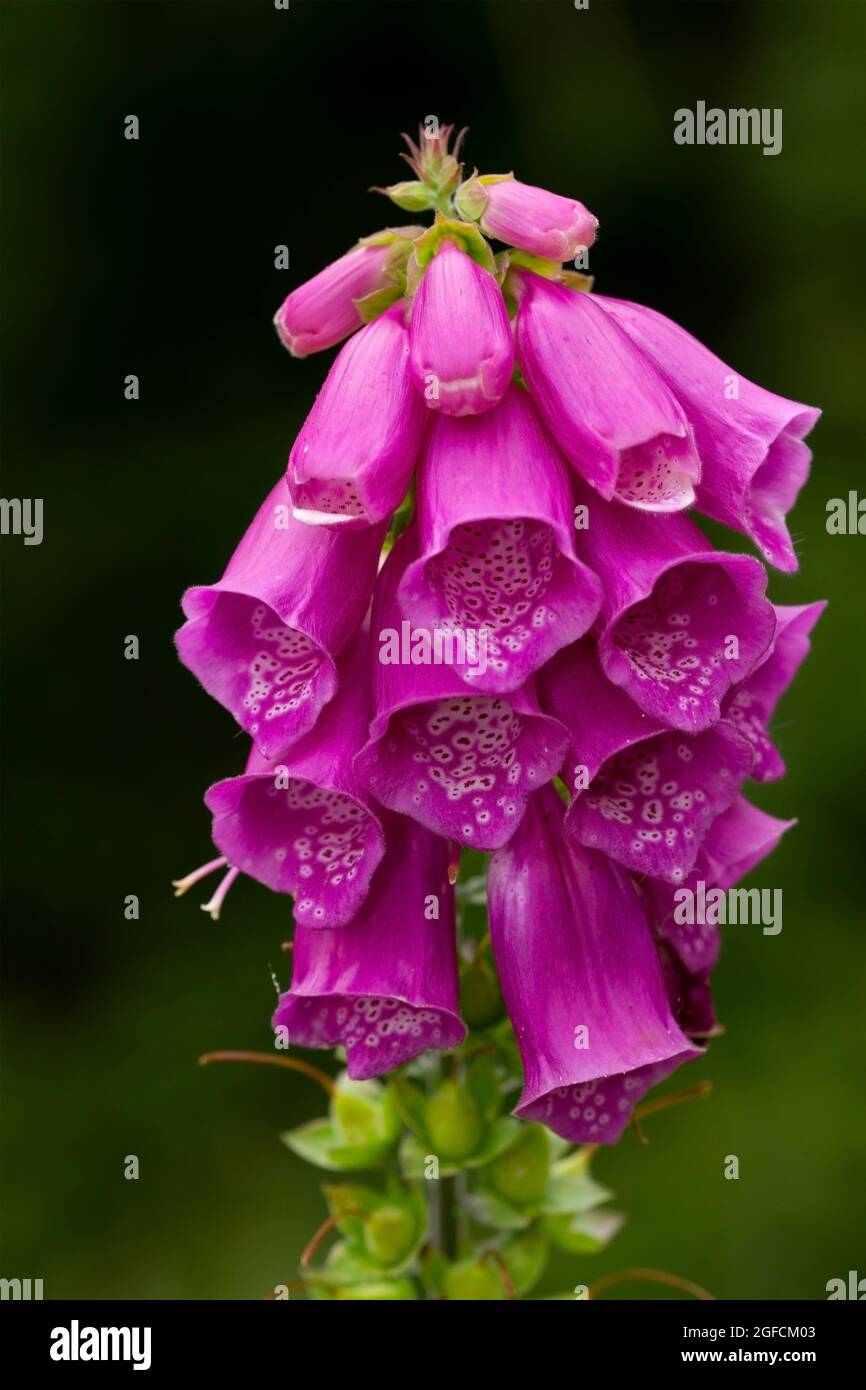 The Foxglove is steeped in folklore and myths and has lone been used by herbalists. Digitalis is