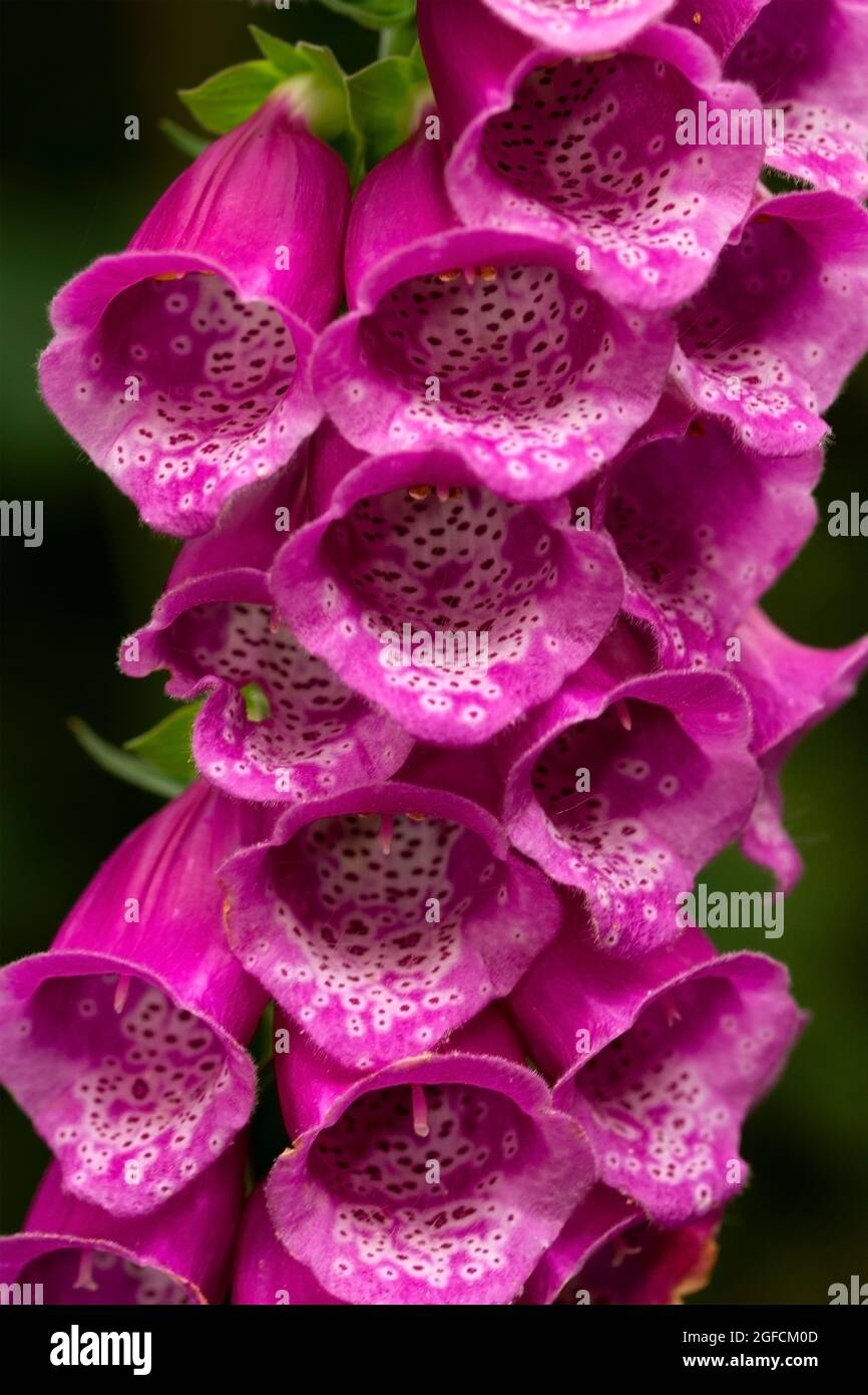 The Foxglove is steeped in folklore and myths and has lone been used by