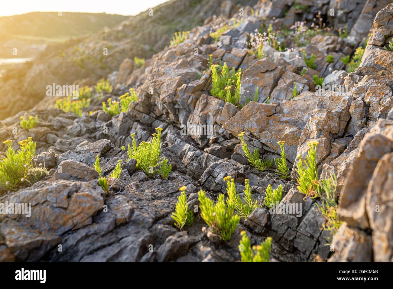 Golden Samphire or Limbarda crithmoides yellow flowers blooming on sea cliff at sunset in Wales, the UK Stock Photo