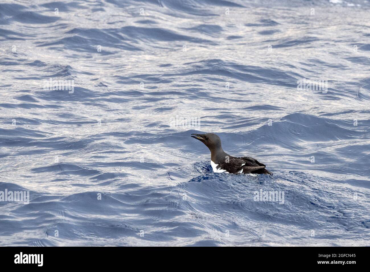 brunnich uria spotted in mediterranean sea ultra rare first sighting in 2021 in Ligurian sea Stock Photo