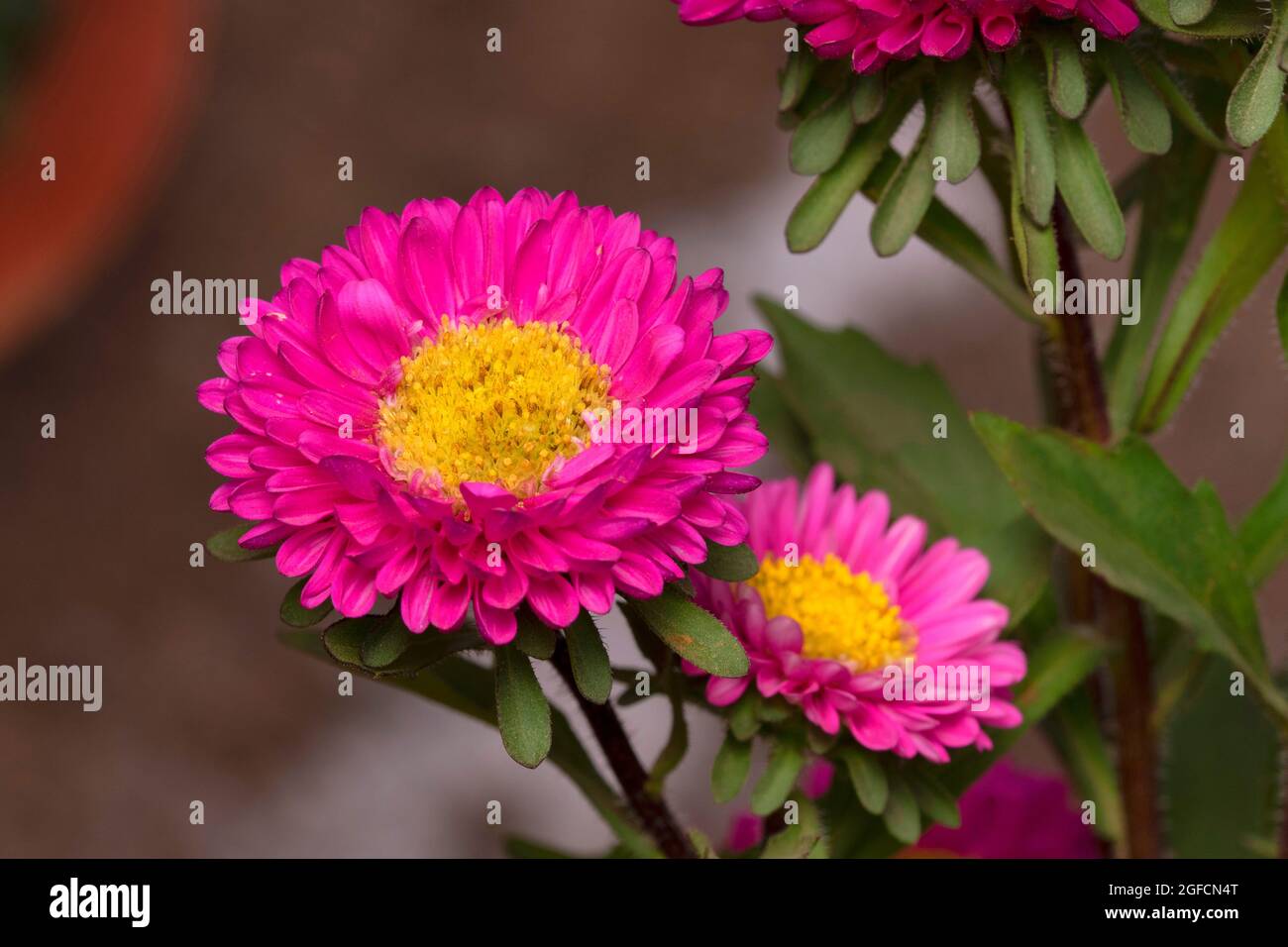 Annual aster Pink colour, Callistephus chinensis, Pune, Maharashtra, India Stock Photo