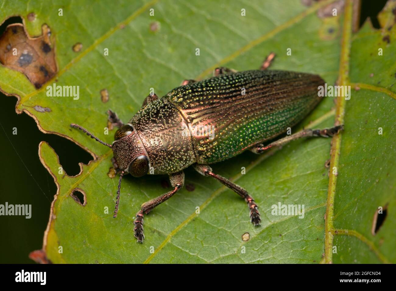 Wood boring beetle, Buprestis splendens, Buprestidae,Pune, Maharashtra, India Stock Photo