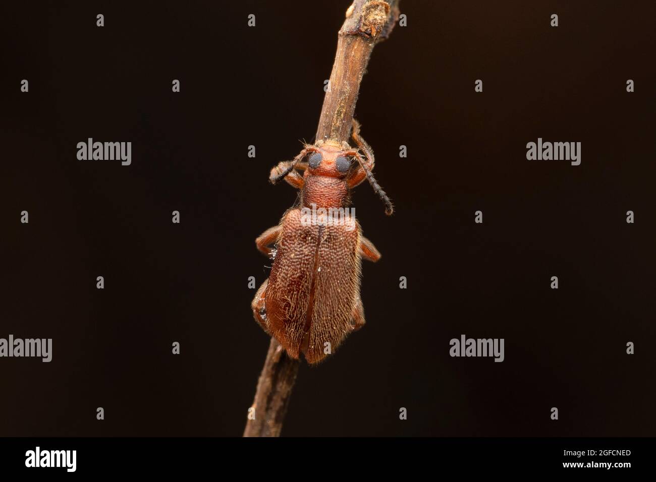 Hairy beetle, Aderus populenus, Satara, Maharashtra, India Stock Photo