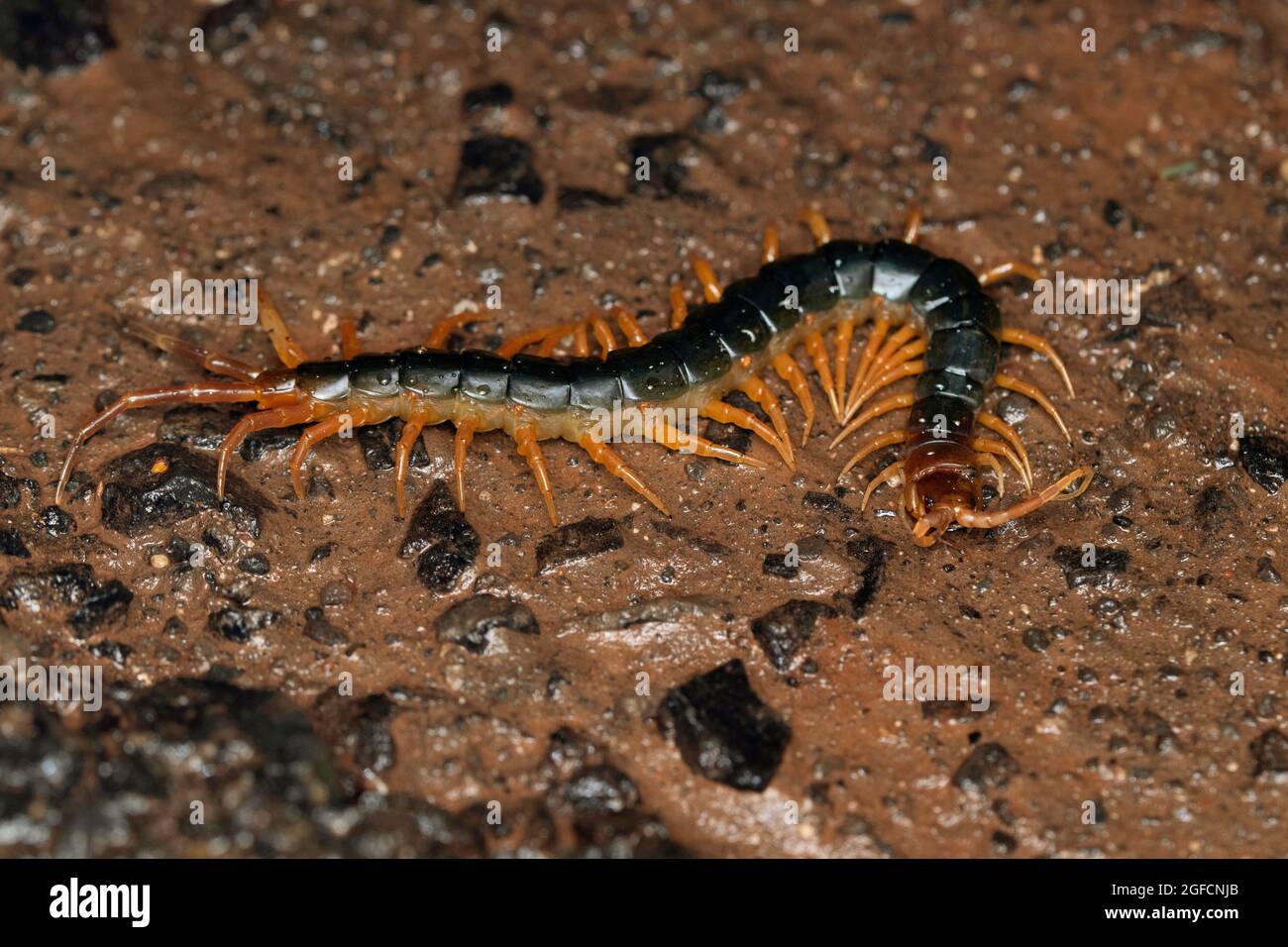 Indian centipede, Scolopendra cingulata, Satara, Maharashtra, India Stock Photo