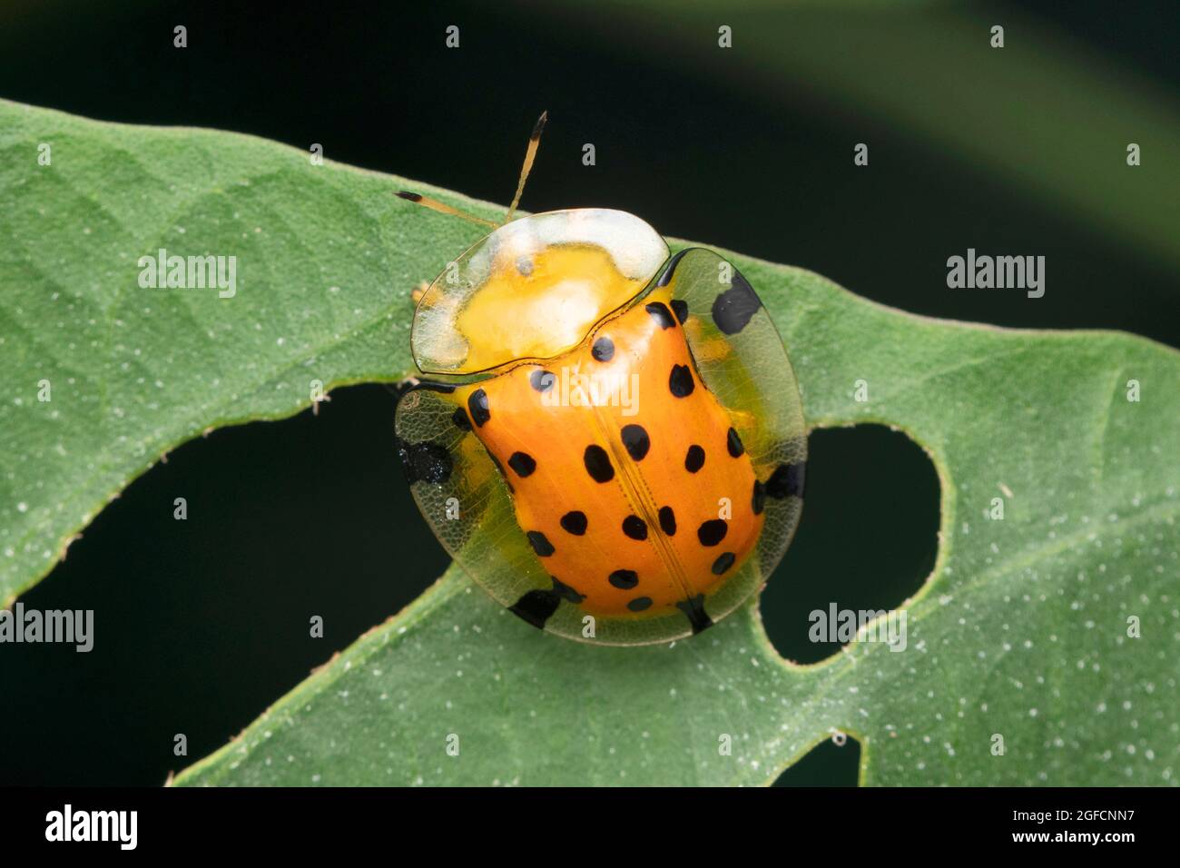 Dorsal of tortoise beetle, Aspidimorpha miliaris, Satara, Maharashtra ...