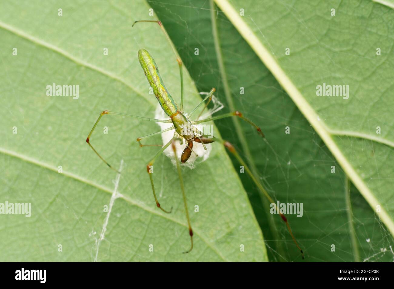 Green Long jawed spider, Tetragnatha guatemalensis, Satara, Maharashtra, India Stock Photo