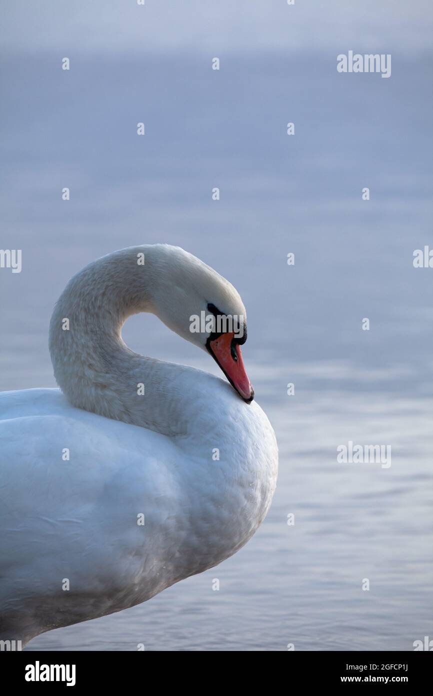 Side view of a mute swan, cygnus olor, swimming in the calm sea, on a cool early morning. Stock Photo