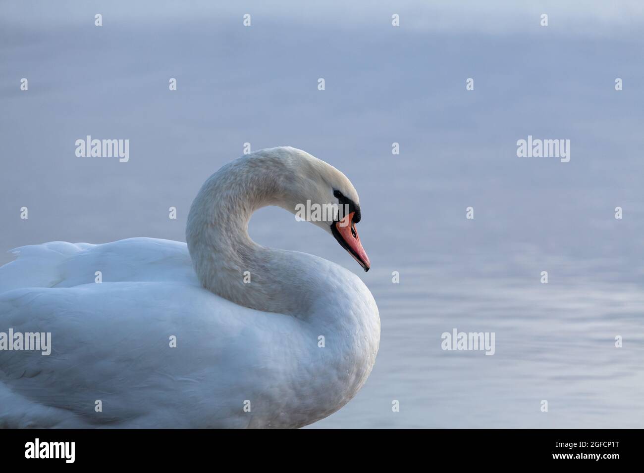 Closeup of a mute swan, cygnus olor, swimming in the calm sea, on a cool early morning. Stock Photo