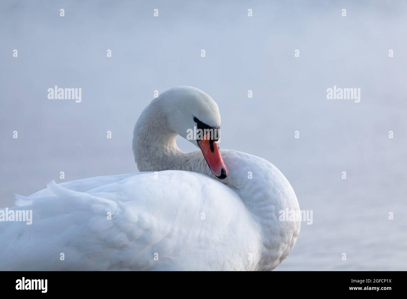Closeup of a mute swan, cygnus olor, swimming in the calm sea, on a cool early morning. Stock Photo