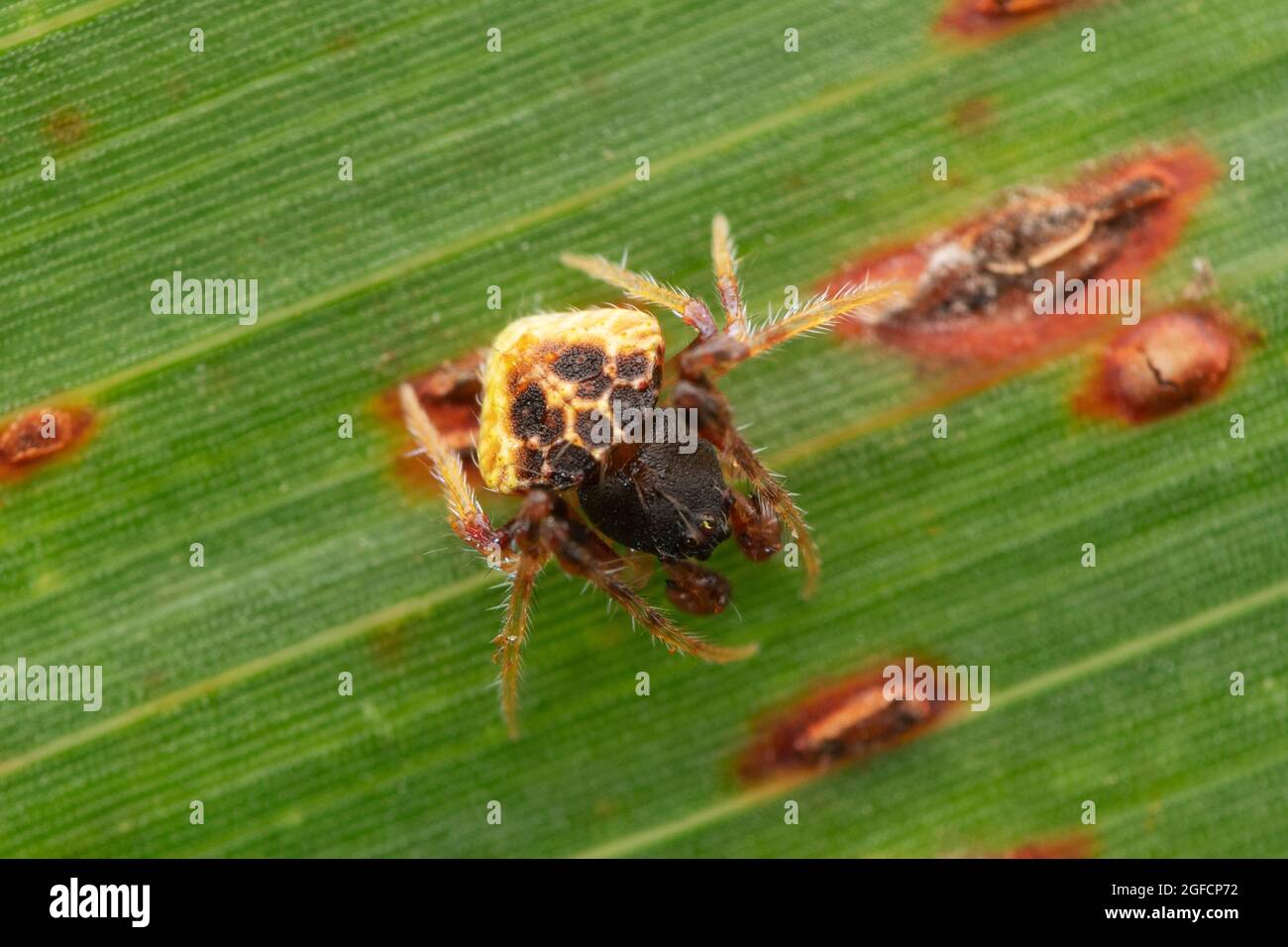 Male Dung mimic spider, Pasilobus kotigarus, Satara, Maharashtra, India Stock Photo