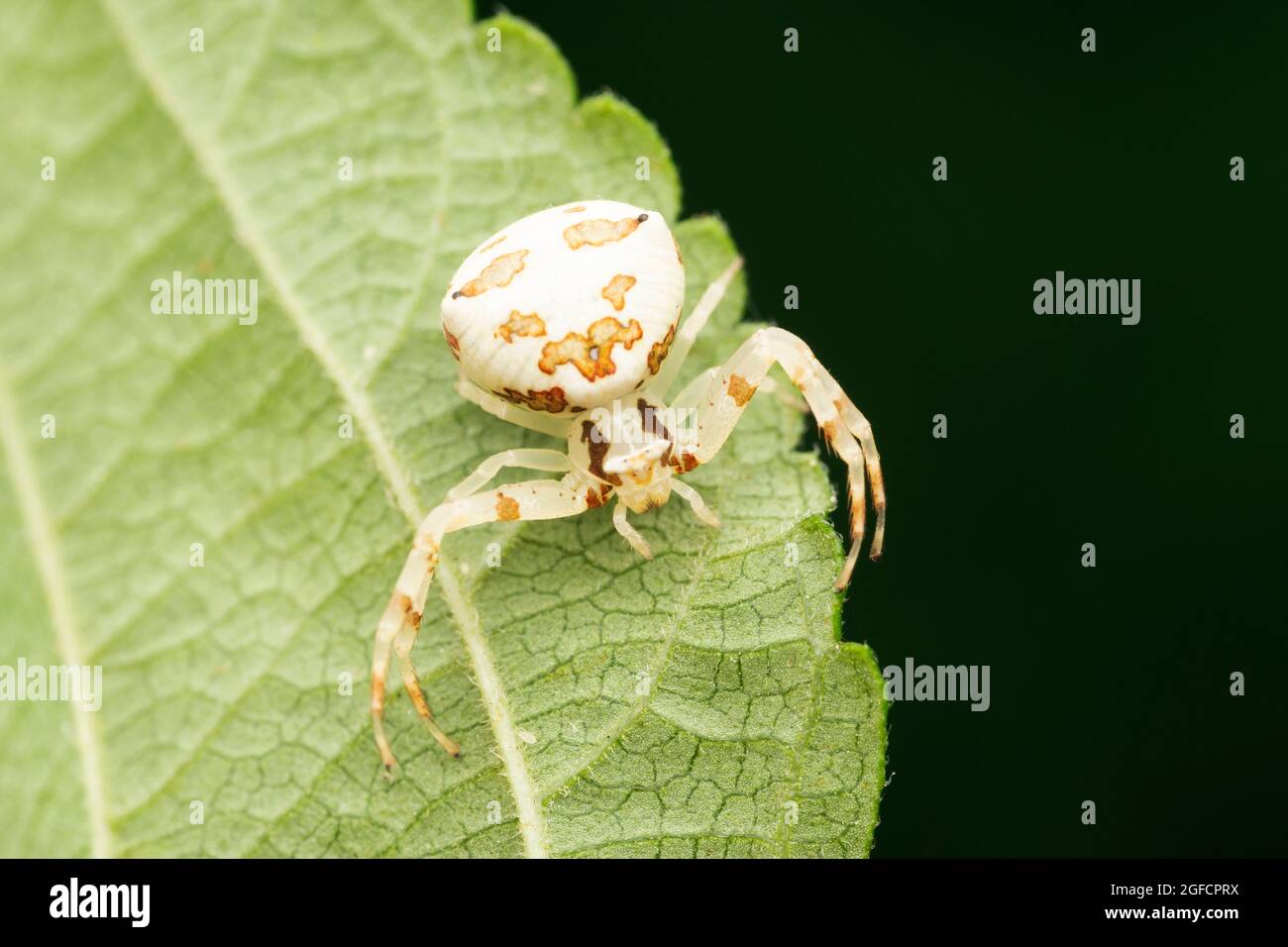 White crab spider, Thomisus spectabilis, Dorsal of monkey face lynx spider, Hamatailwa grisea, Satara, Maharashtra, India Stock Photo