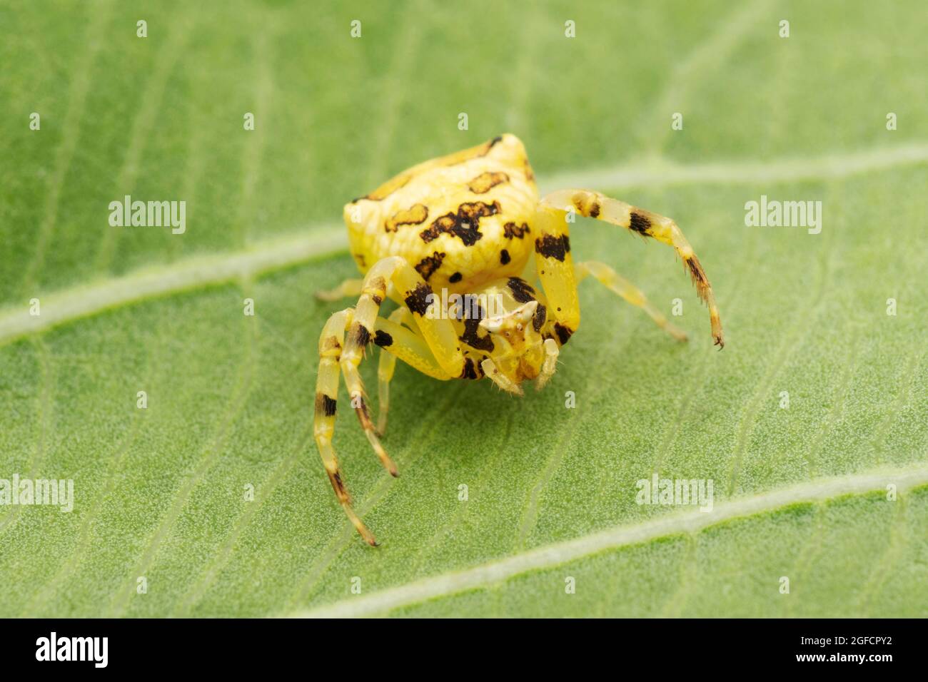 Yellow crab spider, Thomisus onustus, Satara, Maharashtra, India Stock Photo