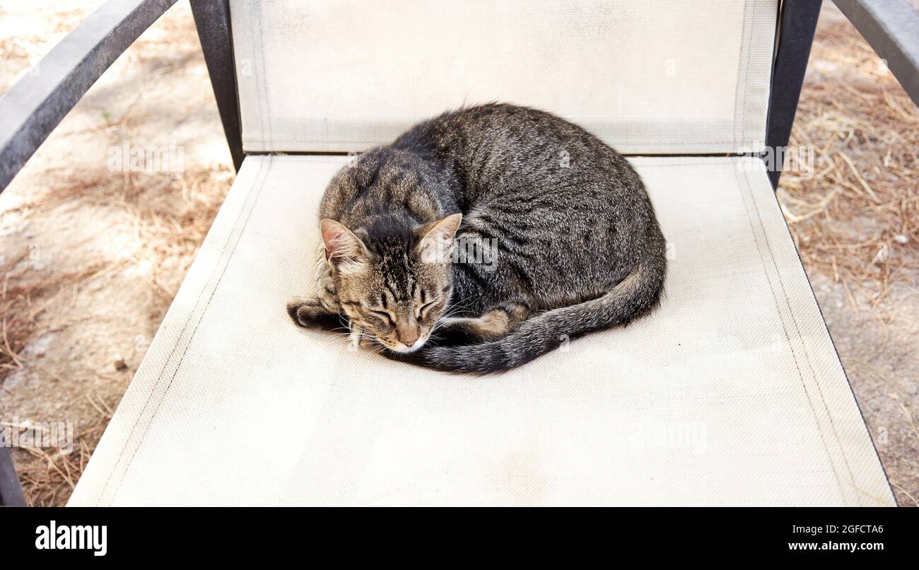 Cat sleeping on a chair Stock Photo Alamy