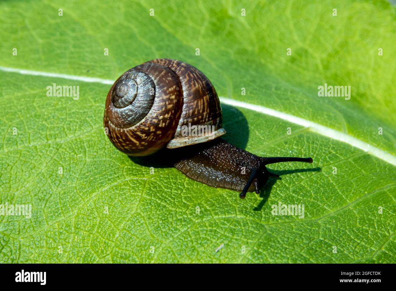 Snail on a green leaf close-up, background for your desktop Stock Photo ...