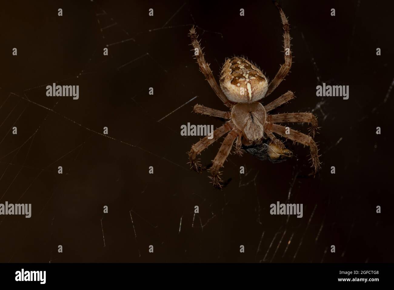 A beautiful spider caught a fly while hunting in a web Stock Photo - Alamy