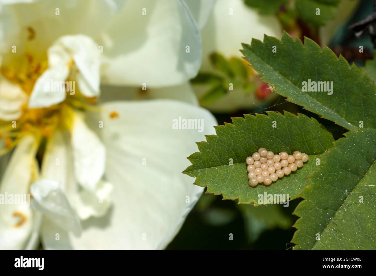 Butterfly eggs on a rose leaf. Flower pests, butterfly larvae will