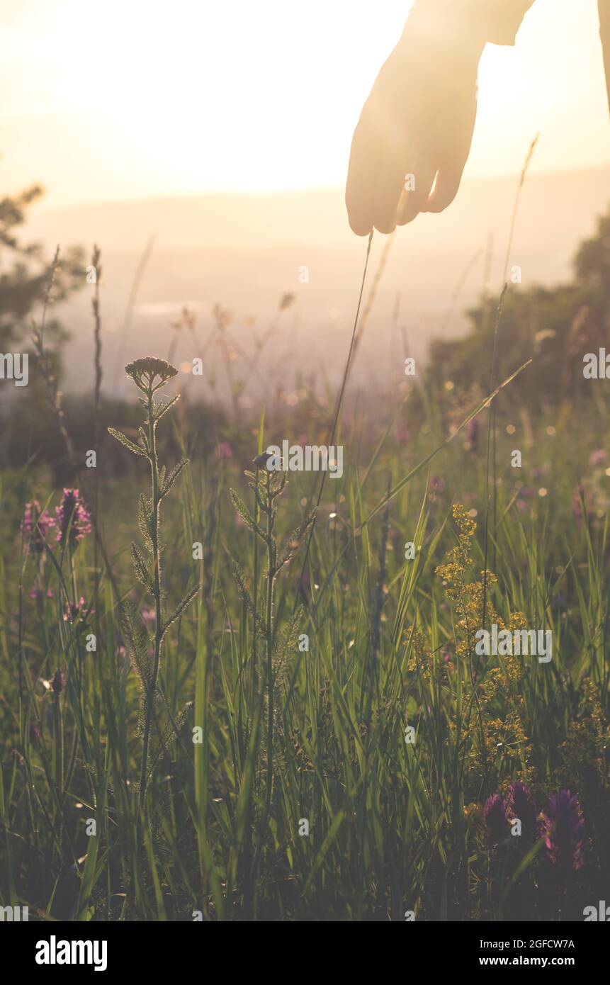 Girl walking in a meadow with wild flowers at sunset. Girl's hand touching wildflowers closeup. Rural field. Hand Skin care treatment, Alternative med Stock Photo