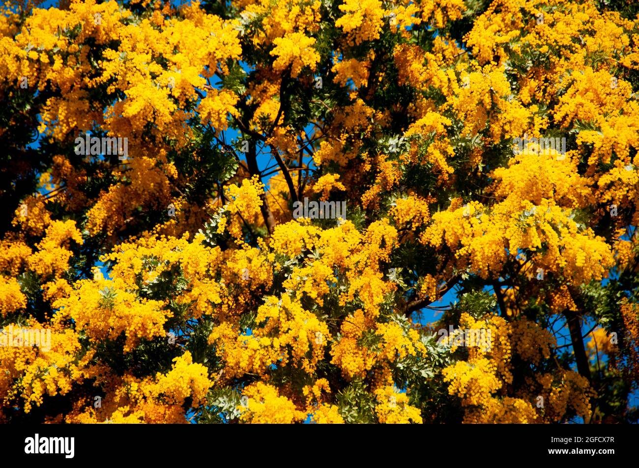 Acacia Dealbata Flowering Plant - Australia Stock Photo