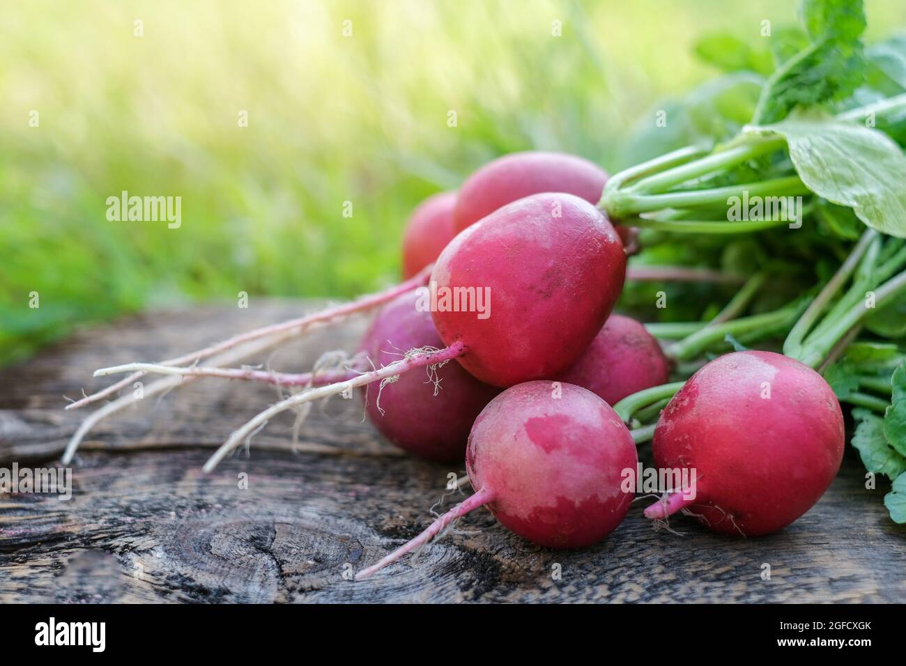 Table Raddish fresh radish bunch harvest on wooden table. Healthy organic food ...