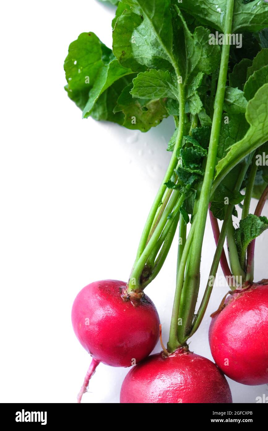 freshly radish harvest isolated on white. Healthy organic food, vegetables, agriculture. Abstract doos background isolated Stock Photo