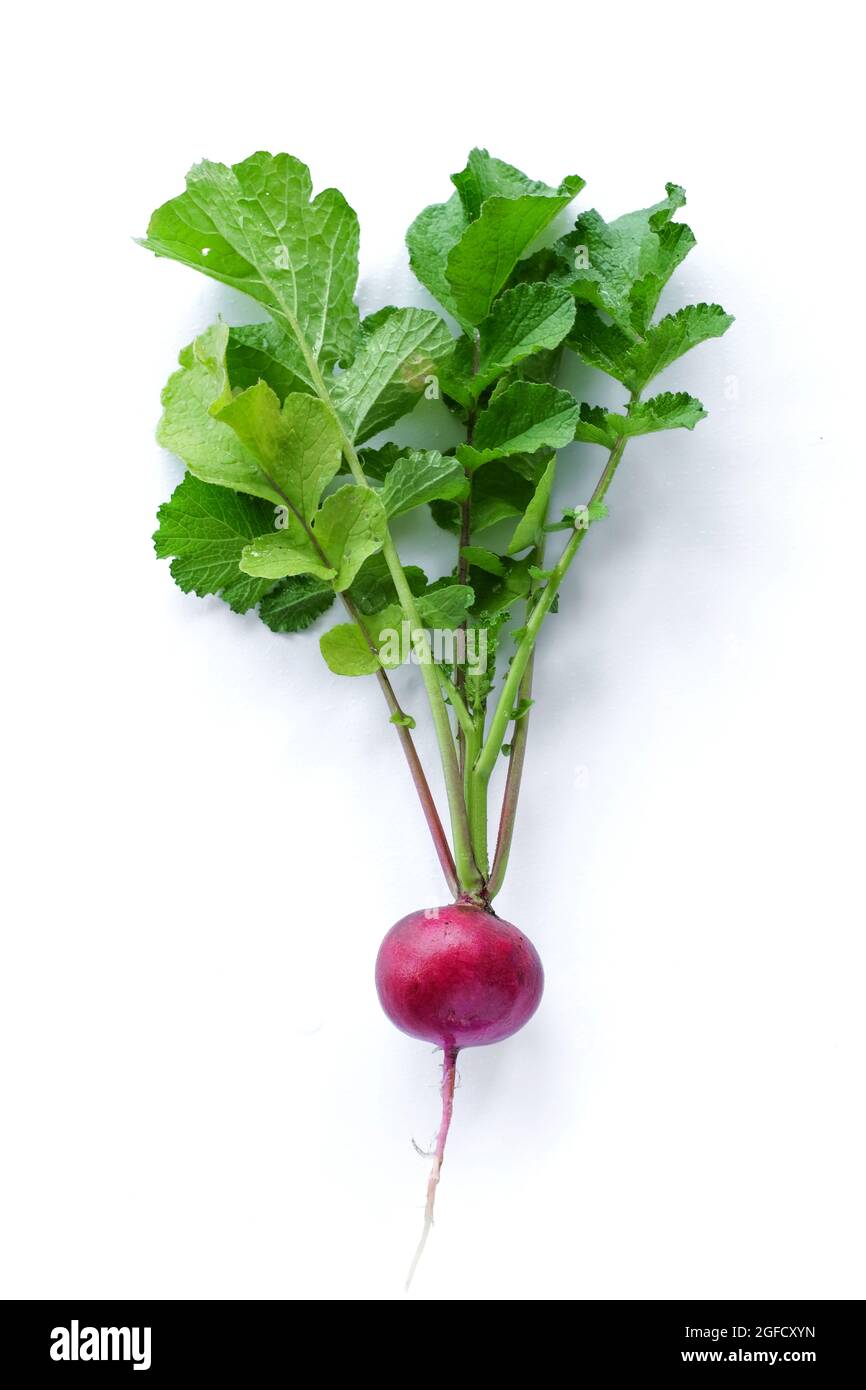 freshly radish harvest isolated on white. Healthy organic food, vegetables, agriculture. Abstract doos background isolated Stock Photo