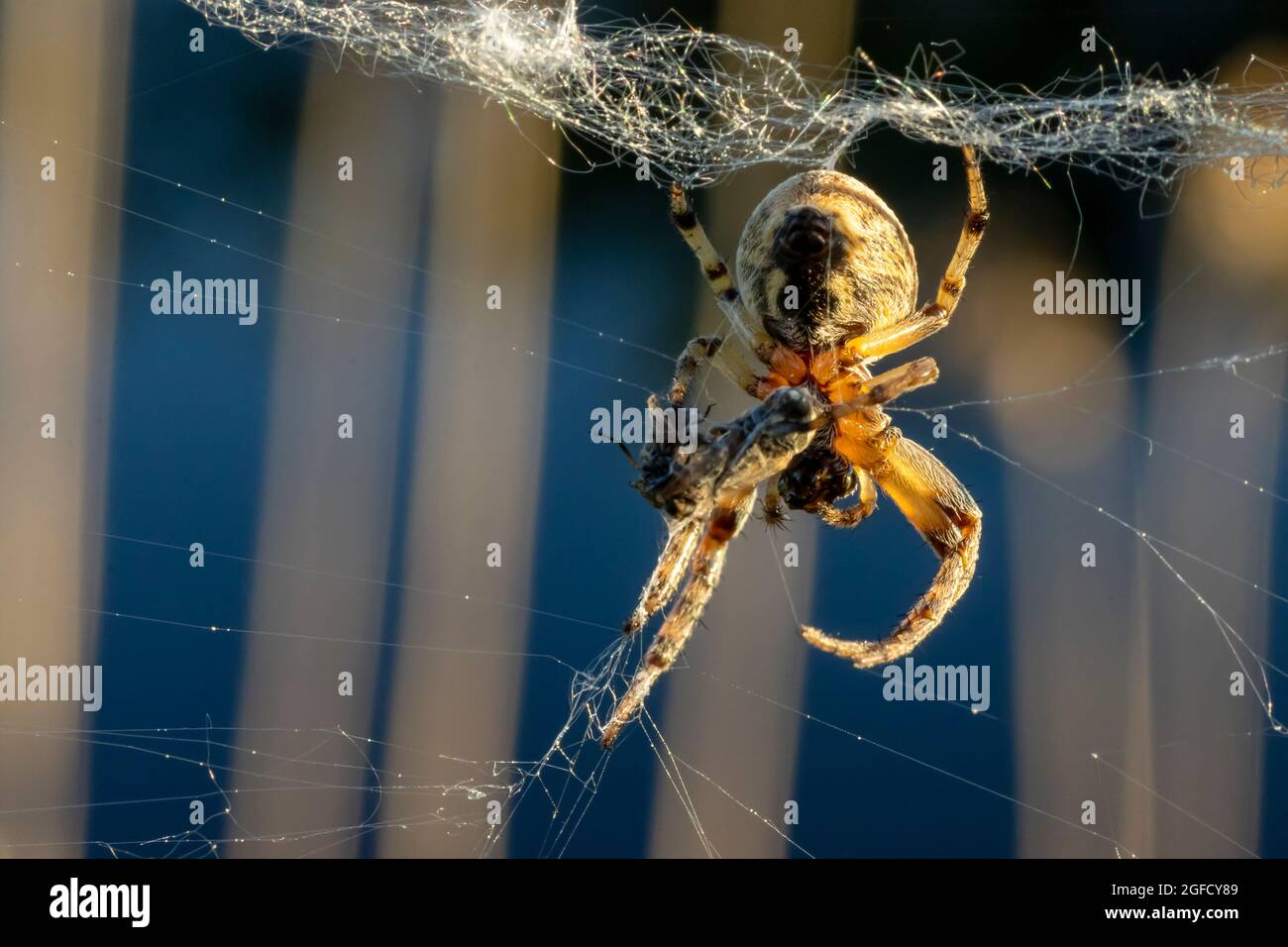 The spider has caught an insect and is wrapping it in a web Stock Photo ...