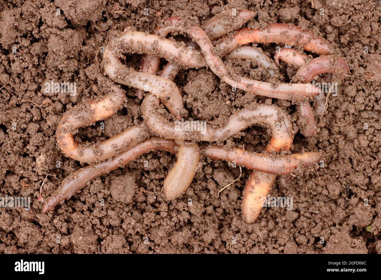 Earthworm on the ground, one close-up. Used in agriculture and fishing. Stock Photo
