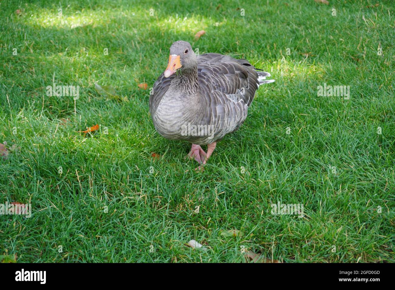Greylag goose eating grass in Hyde Park, London, UK Stock Photo