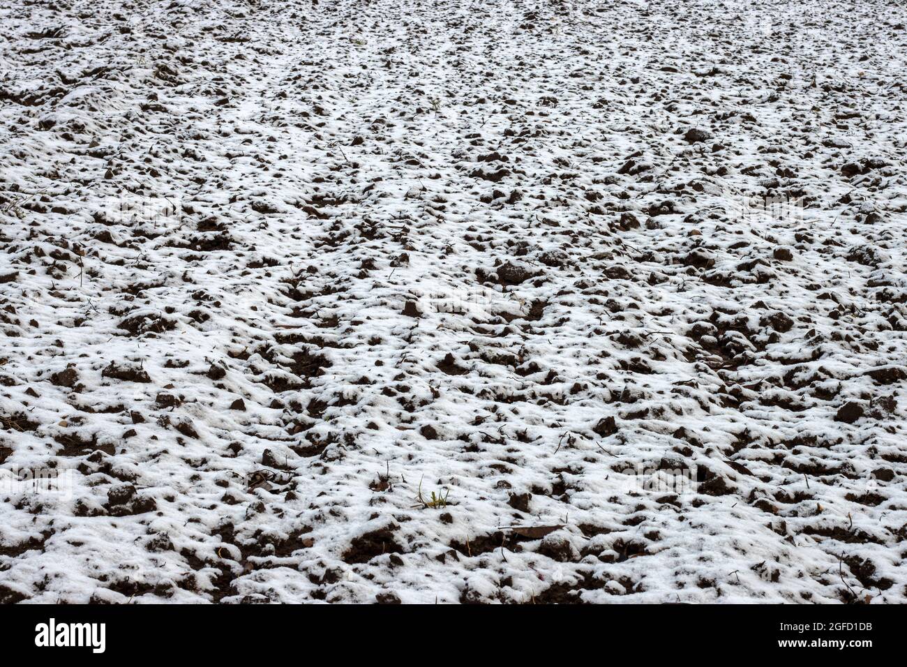 Plowed field in snow close up, agriculture. Stock Photo