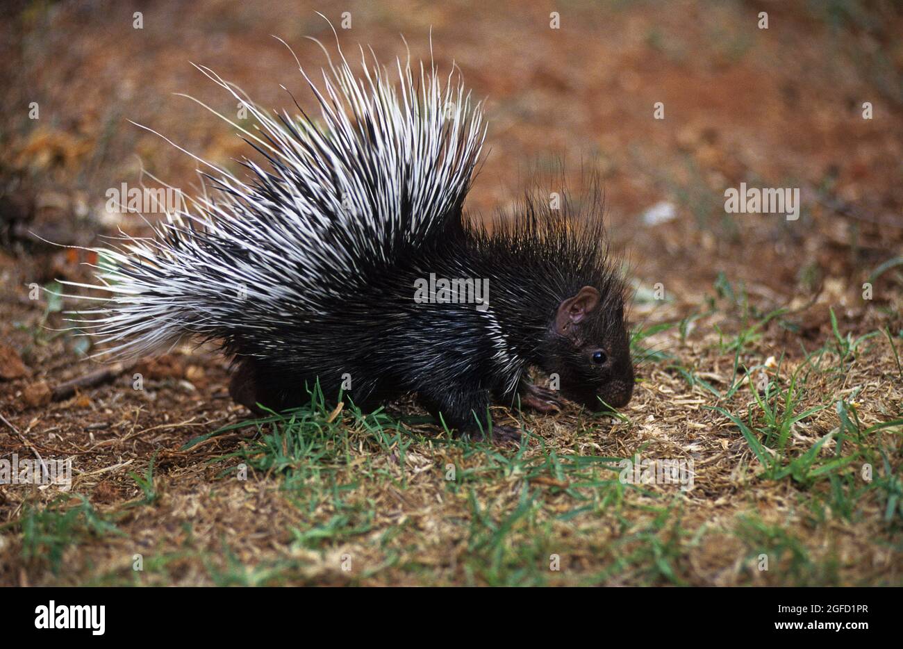 offspring  of Indian crested porcupine Stock Photo