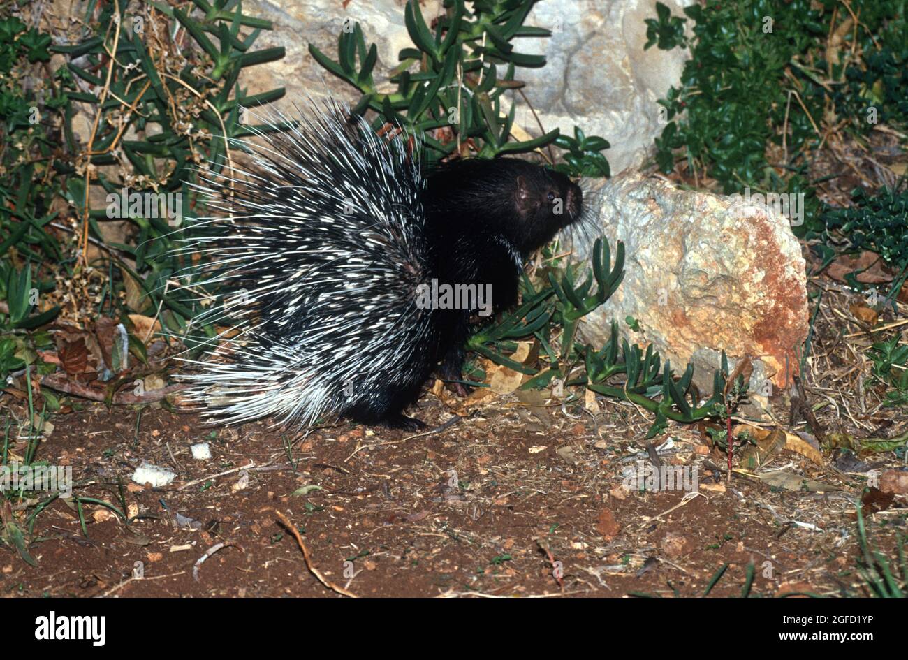 offspring  of Indian crested porcupine Stock Photo