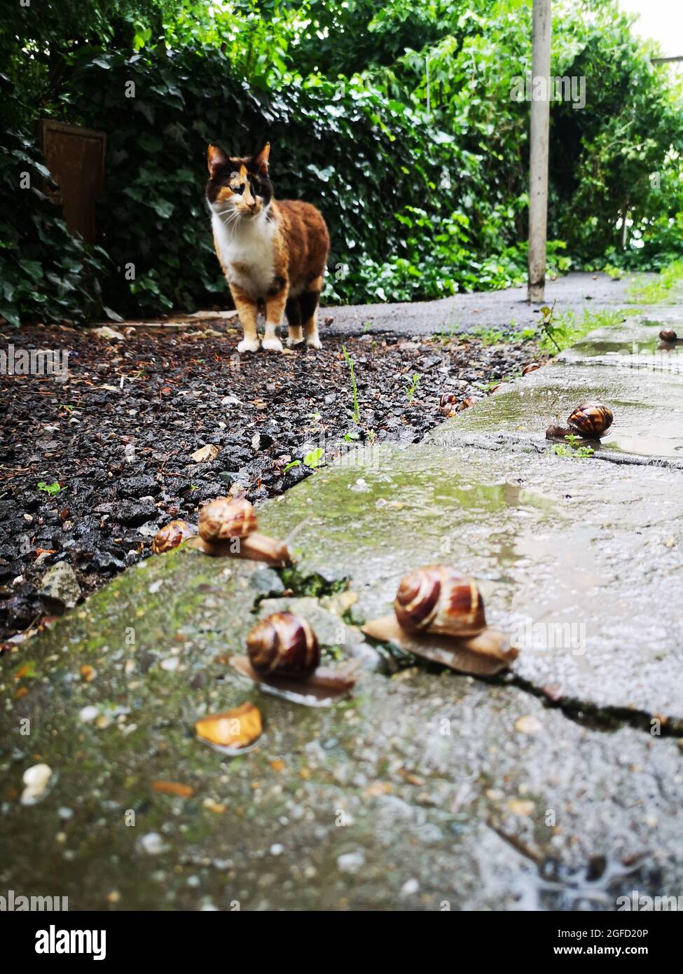 Stray cat looking at the snails crawling on the wet asphalt after rain