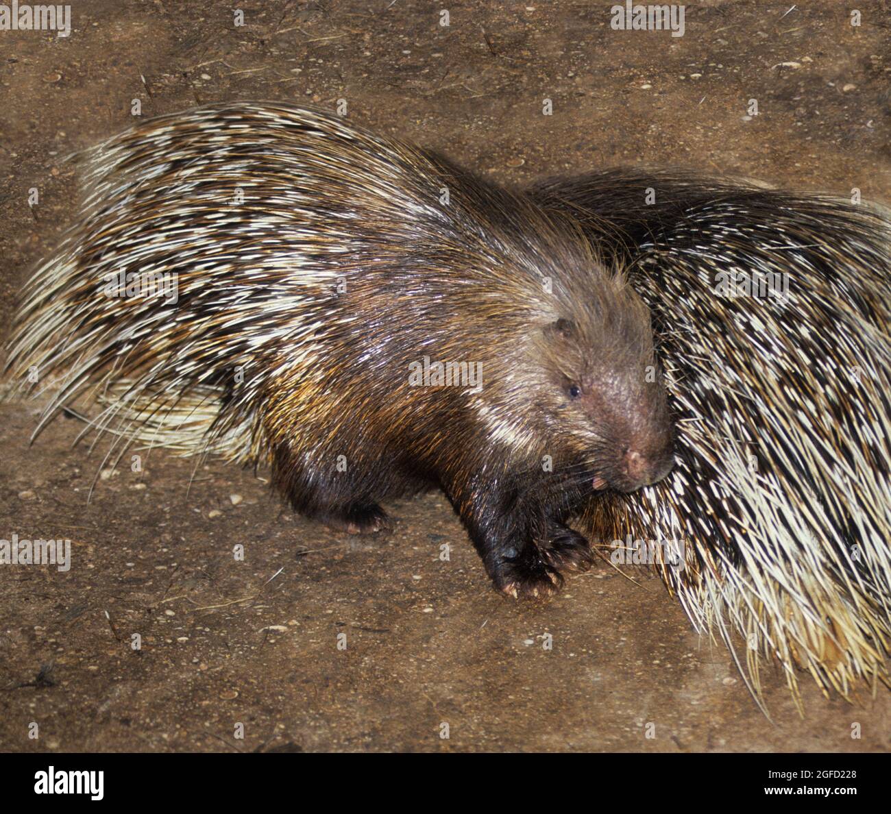 Indian crested porcupine Stock Photo