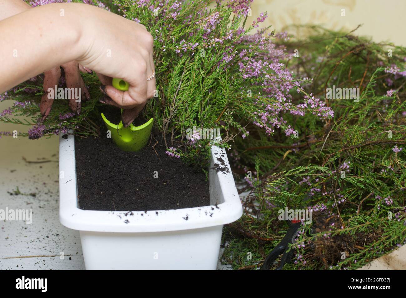 A woman transplants forest heather into a pot. Adds soil to the roots ...