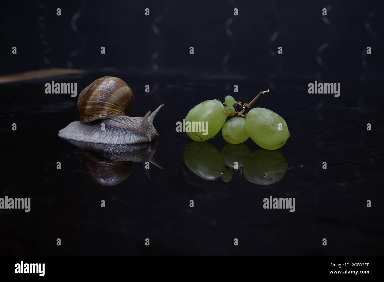 Grape snail and grape berries on a dark background Stock Photo