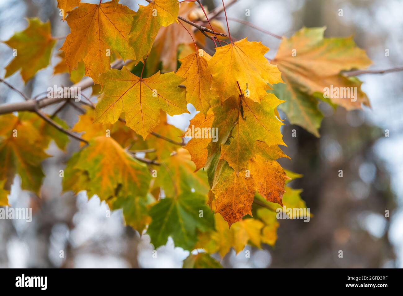 Maple branches with yellow leaves in autumn, in the light of sunset ...
