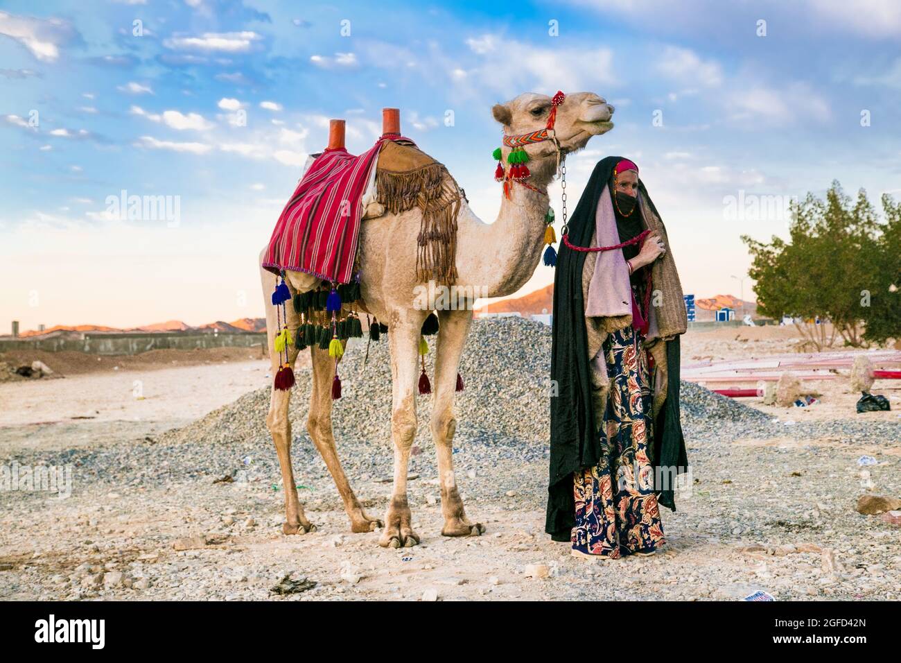 Hurghada, Egypt - Jan 28, 2020: Old bedouin woman walking with a two-humped camel in the eastern desert of Egypt. Stock Photo