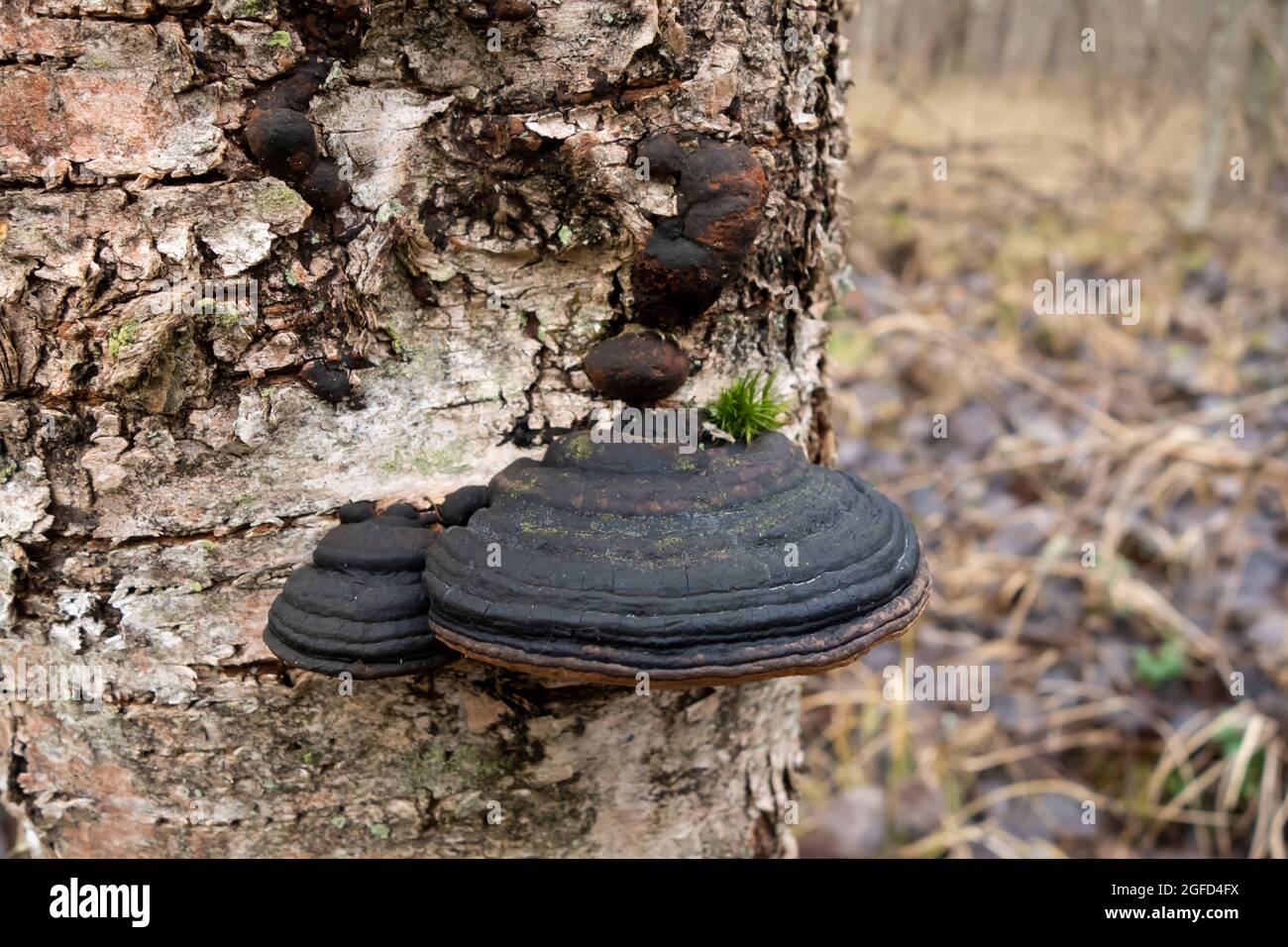 Mushrooms growing on birch tree hires stock photography and images Alamy