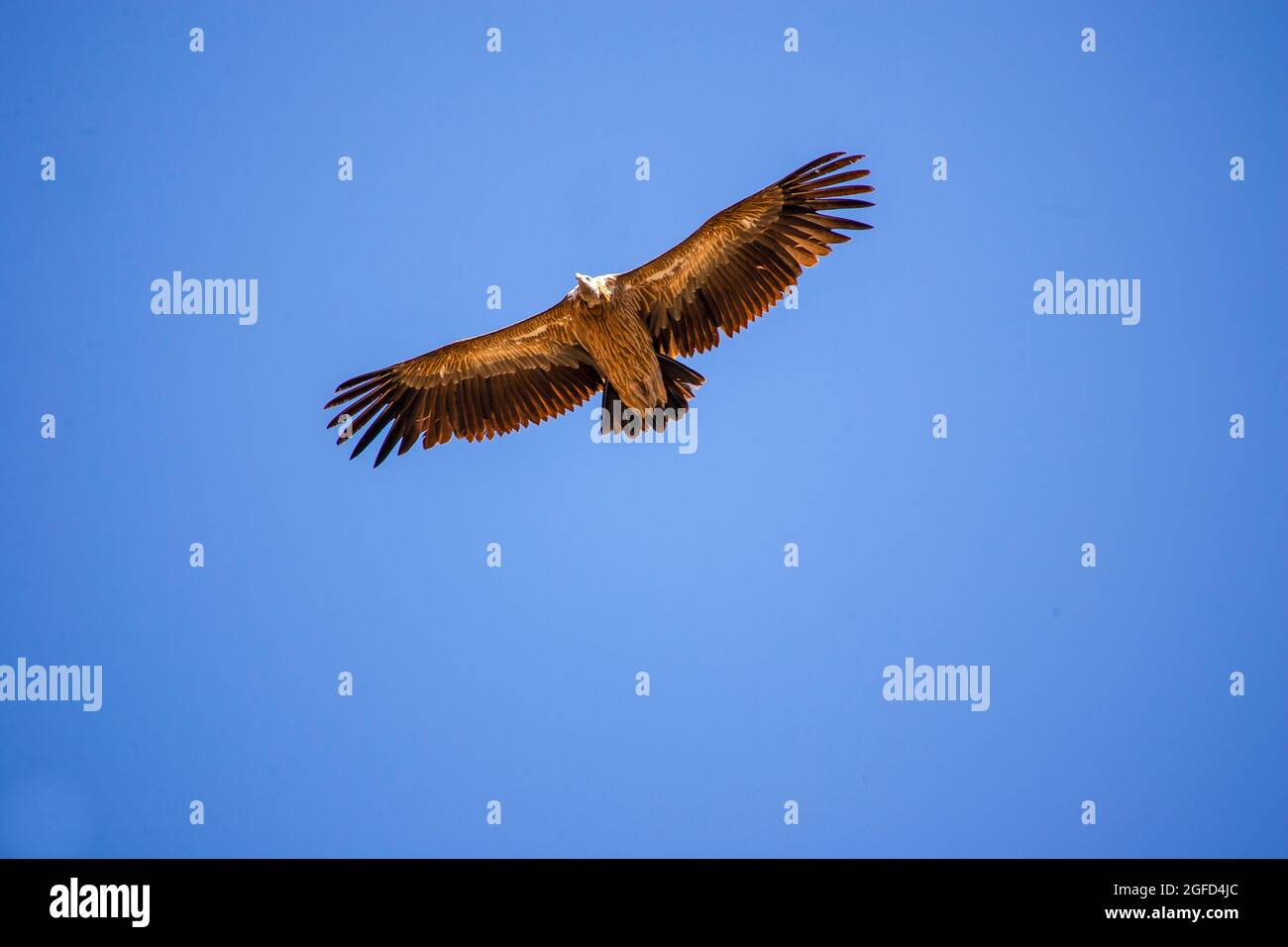Himalayan griffon vulture (Gyps himalayensis). in flight with a blue sky background. The Himalayan vulture (Gyps himalayensis) or Himalayan griffon vu Stock Photo