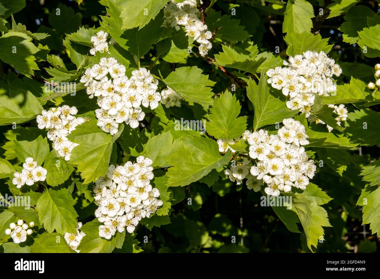 Blooming hawthorn close-up, medicinal plant is used in medicine Stock Photo