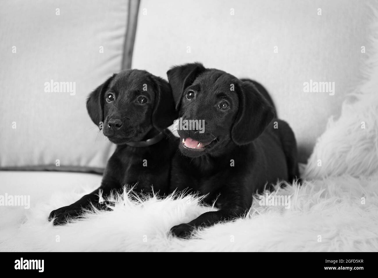 Funny Labrador puppies on couch Stock Photo Alamy