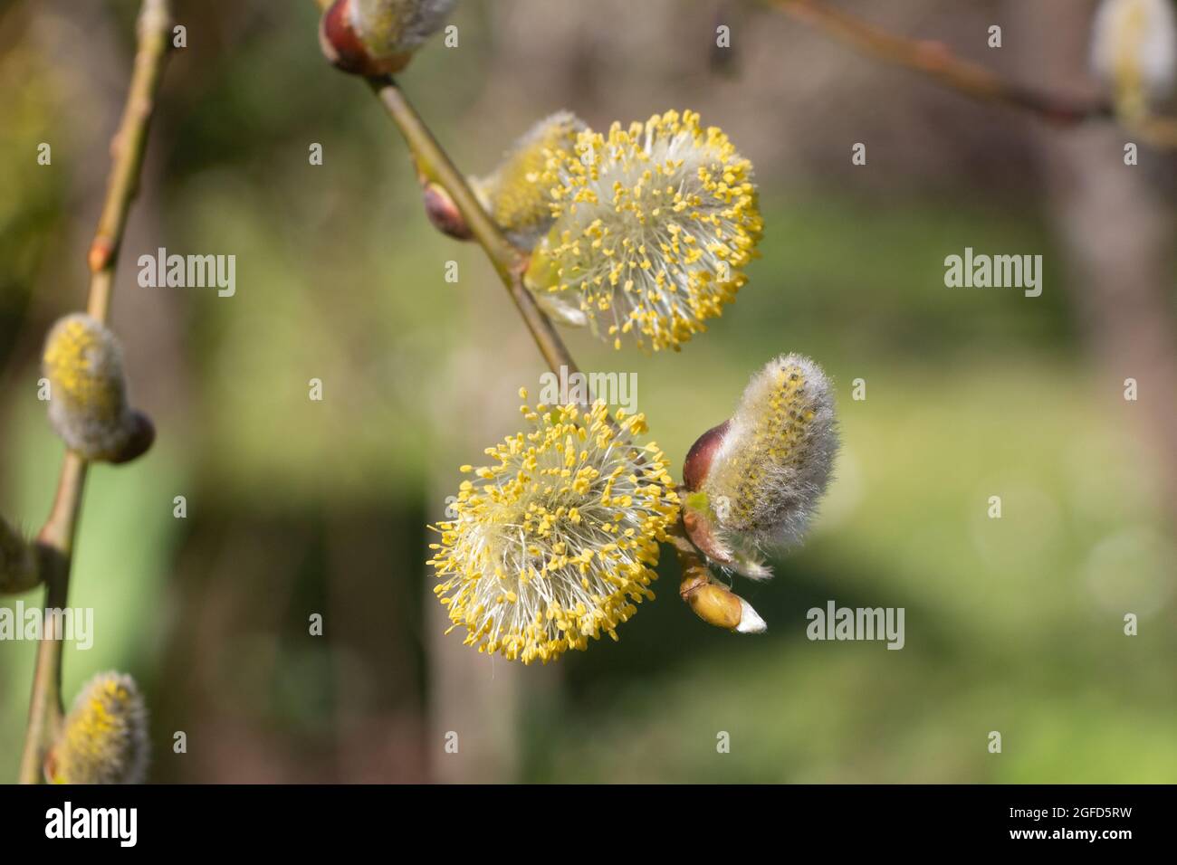 Male catkins of goat willow in a garden during winter Stock Photo