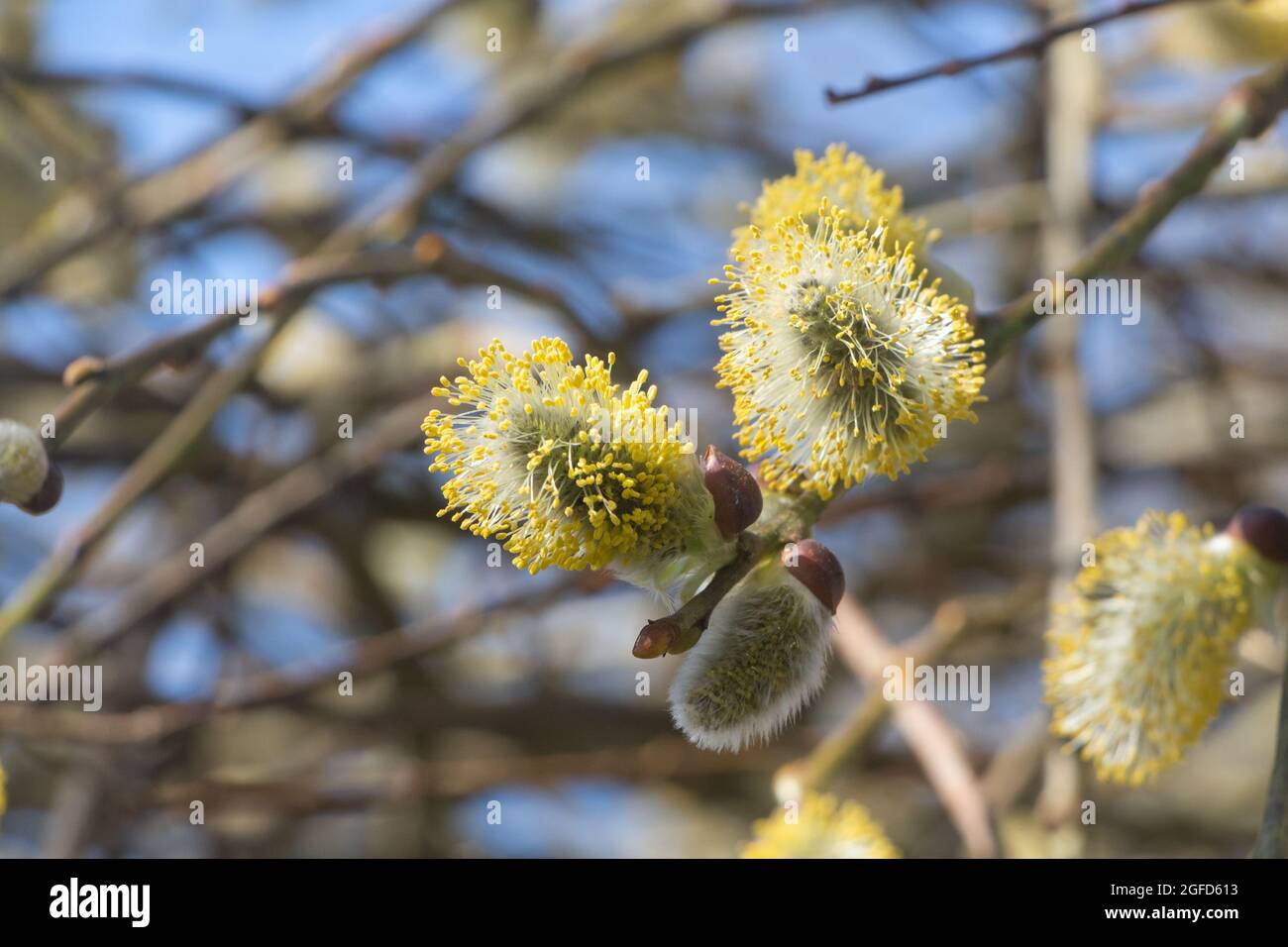 Catkins of goat willow in a garden during winter Stock Photo