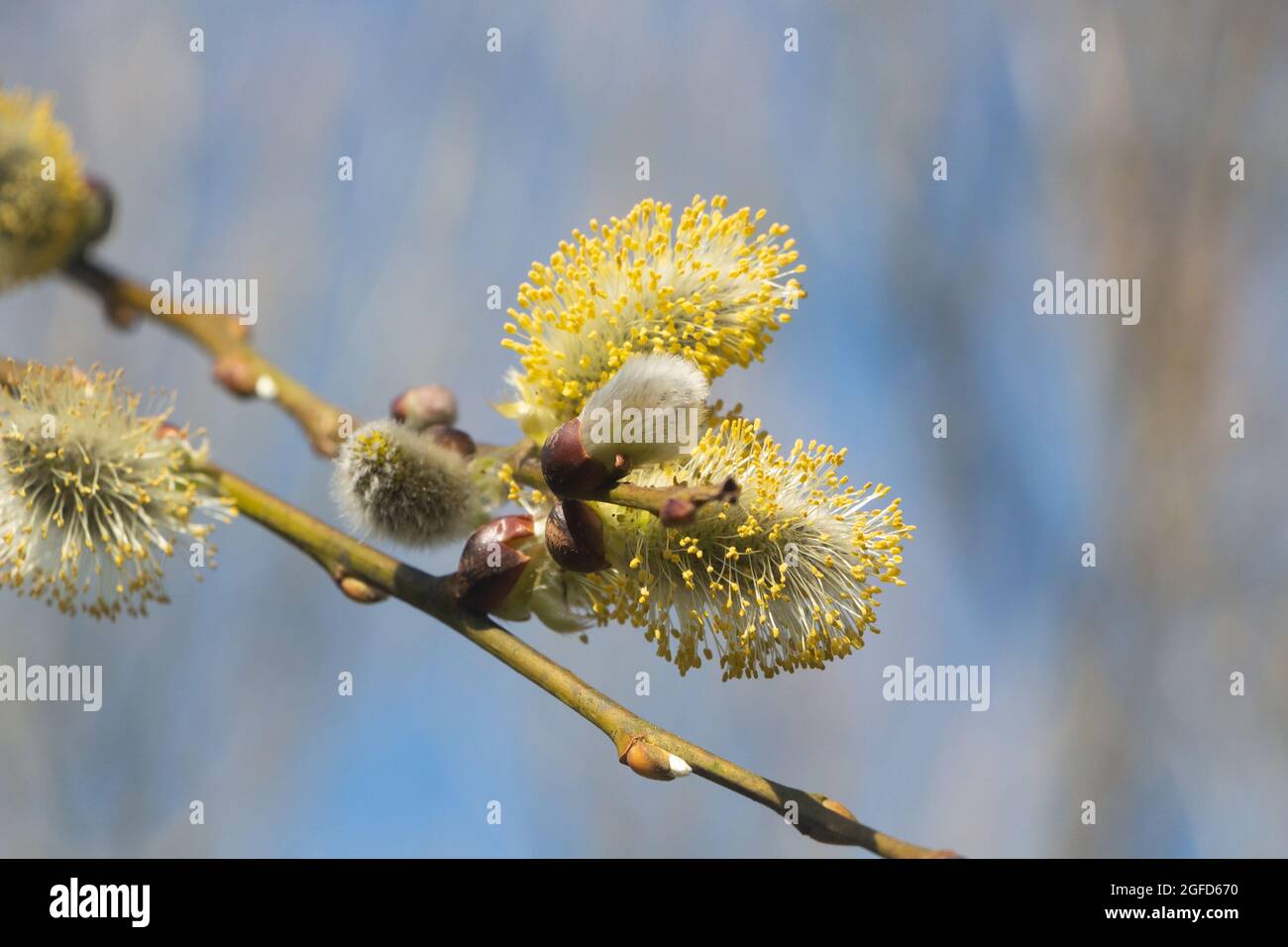 Close-up on the catkins of a goat willow Stock Photo