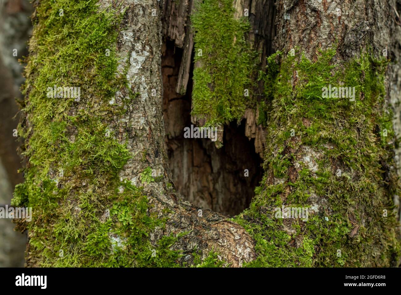 Hollow tree close-up, animal lives, nature photography. Stock Photo