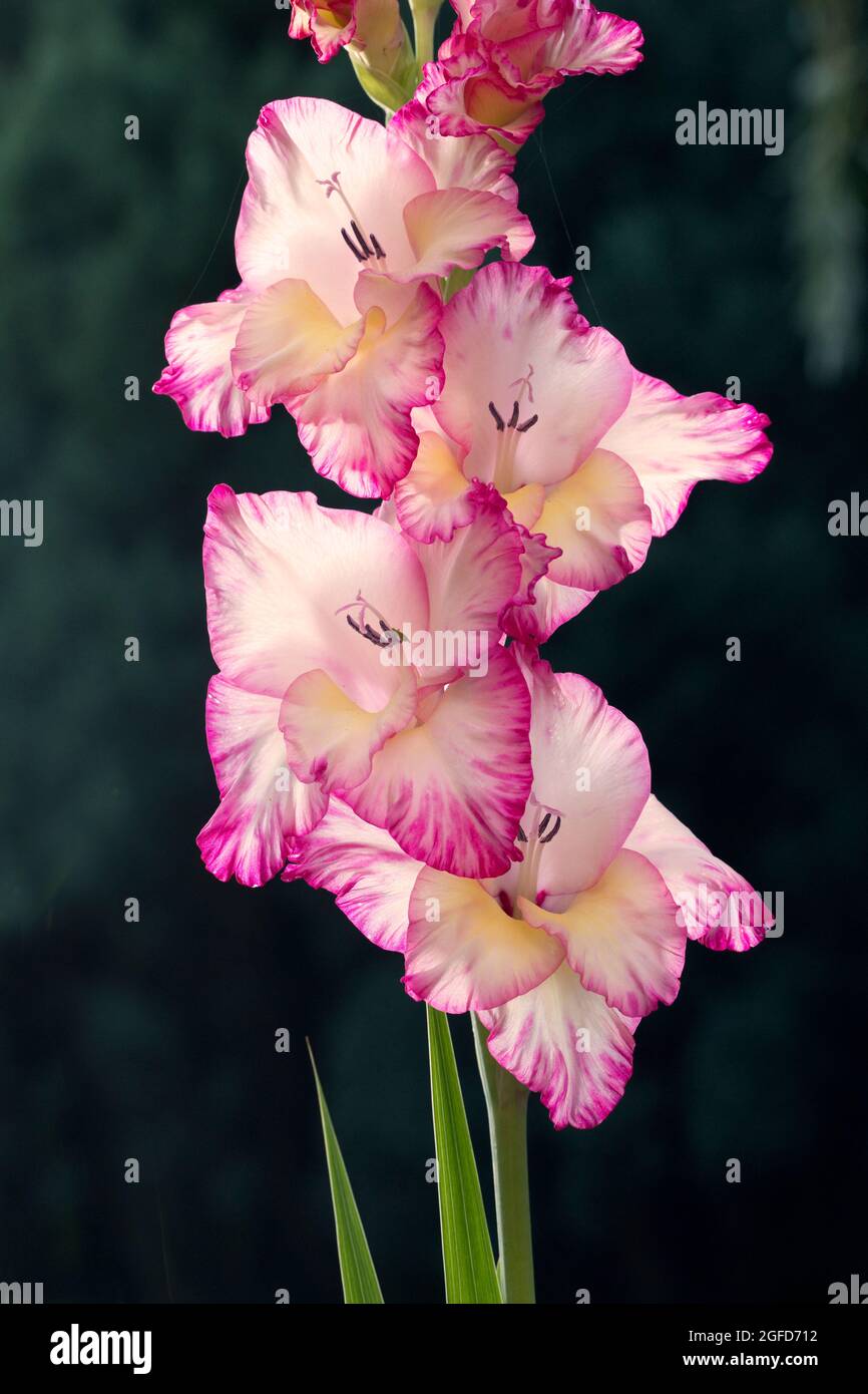 Pink Gladioli flower in a garden in August, England, United Kingdom Stock Photo