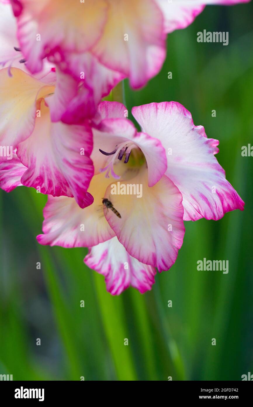 Hoverfly and Pink Gladioli flower in a garden in August, England, United Kingdom Stock Photo