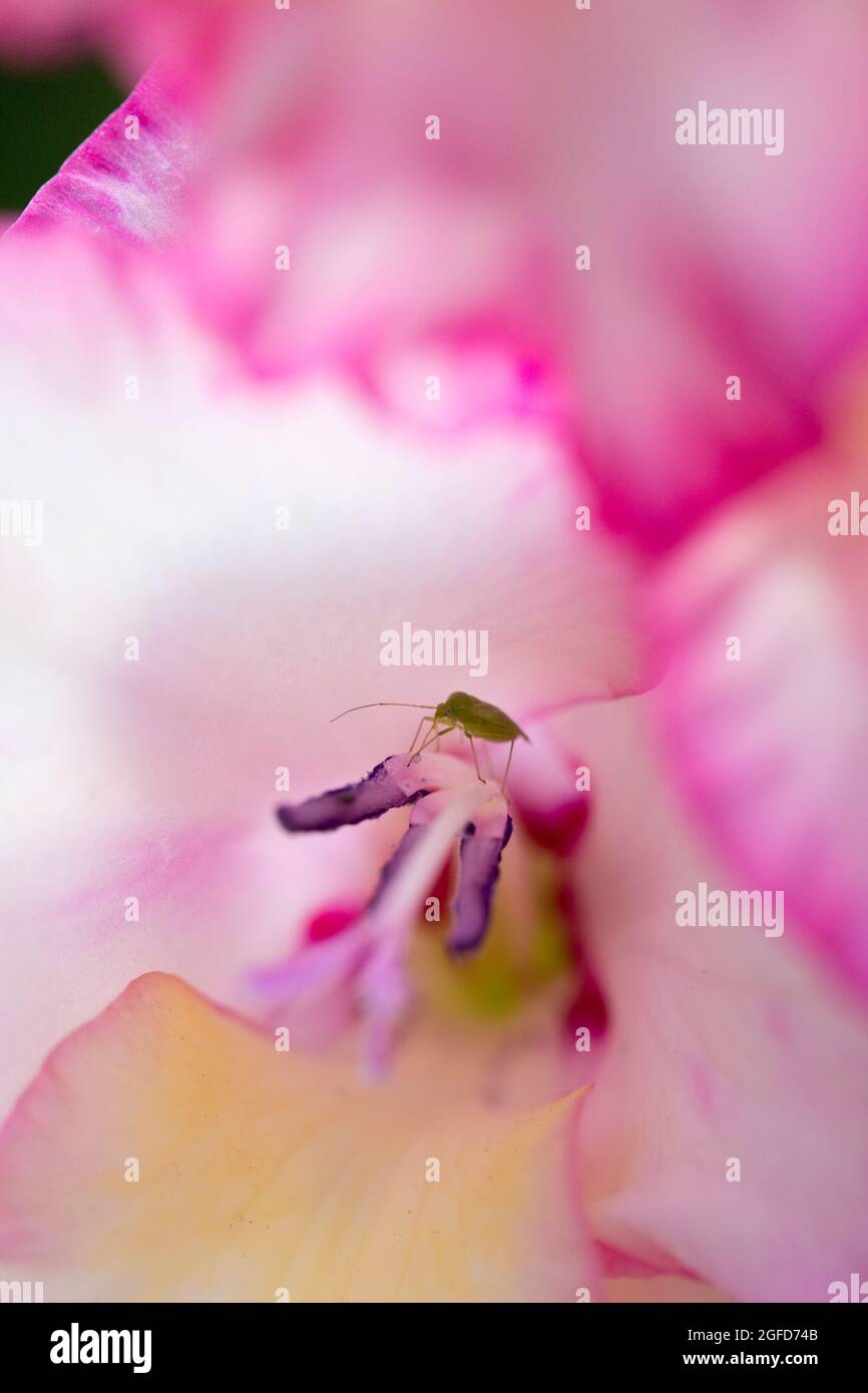 Greenfly in a Pink Gladioli flower in a garden in August, England, United Kingdom Stock Photo